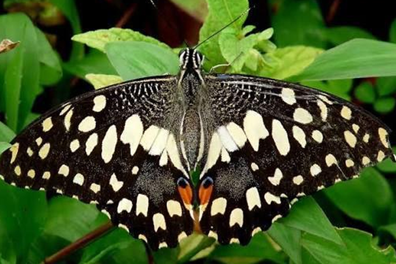 News~85~2025 10 28~Papilio Demoleus