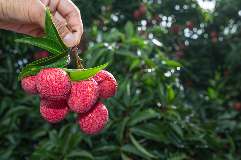 News~93~2026 01 08~red Fruit 002